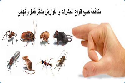 إبادة الحشرات